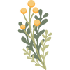 Fleurs d'immortelle